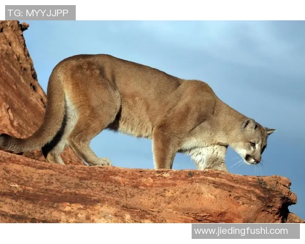 墨联韦拉克鲁斯对阵美洲狮精彩直播全程回顾与分析 墨联韦拉克鲁斯对阵美洲狮精彩直播全程回顾与分析